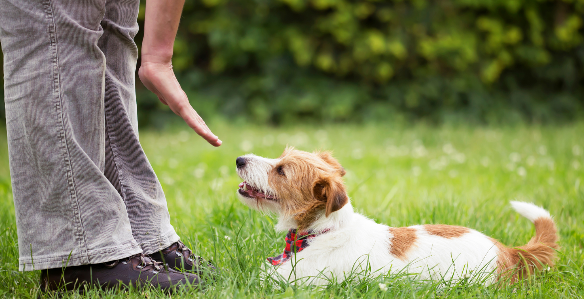Ev ve Süs Hayvanları Eğitimi (pet hayvanları)   [50 AP / 30 CP / 100 PP]