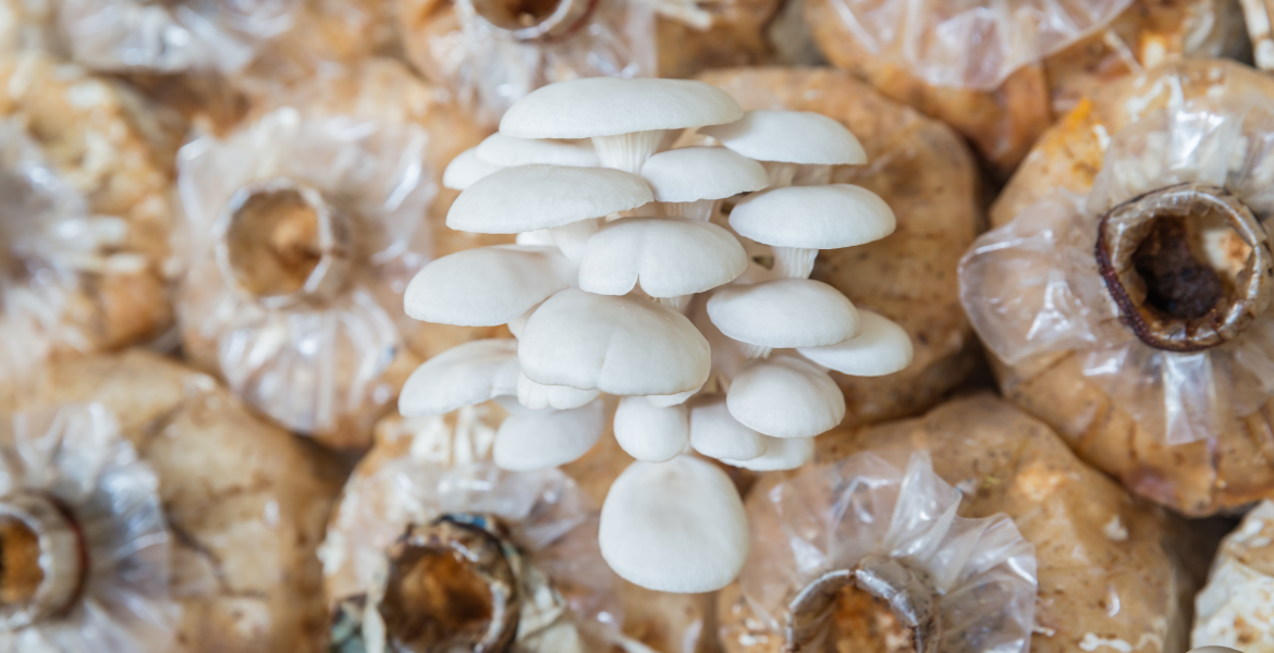 Mantar Yetiştiriciliği Eğitimi   [50 AP / 30 CP / 100 PP]